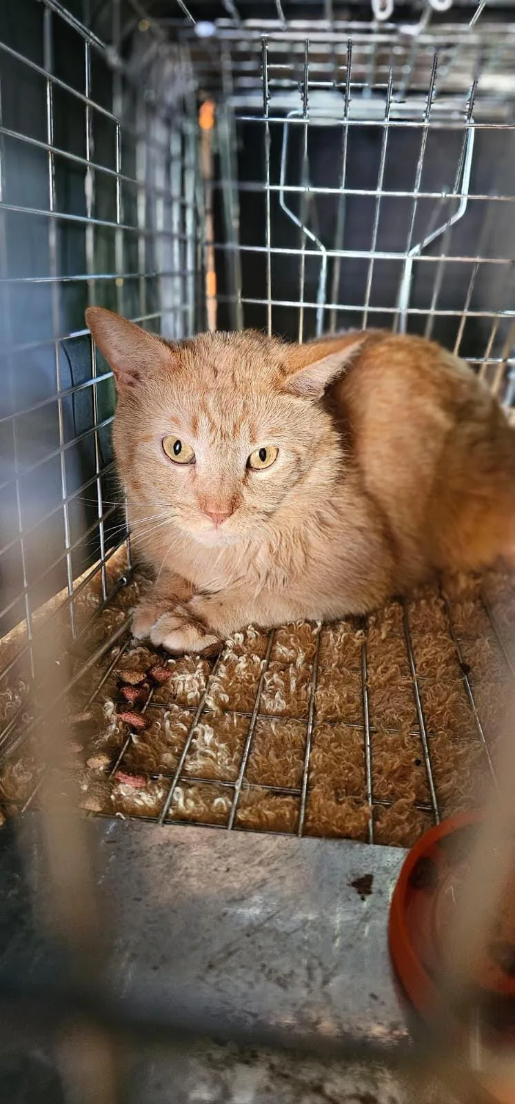An adult medium-sized male Orange / Red Domestic Short Hair cat named T'angelo for adoption in Belton, MO