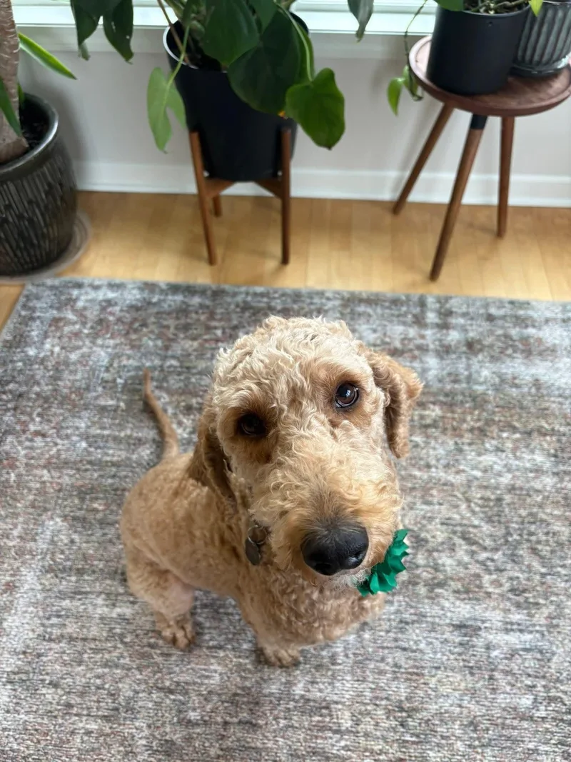 Clara   $ thumbnail 2