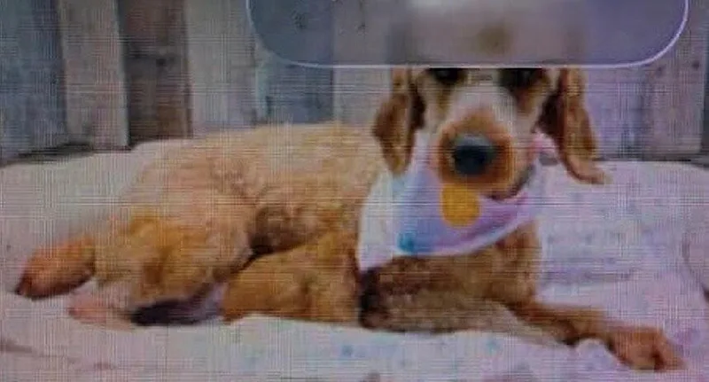 An adult small-sized female Goldendoodle dog named Jessa for adoption in Washington, DC