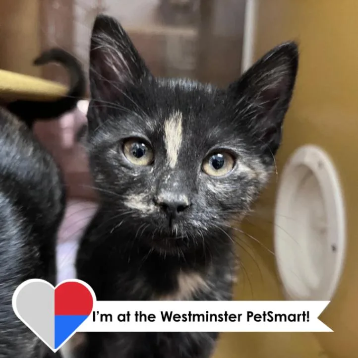 A young medium-sized female Tortoiseshell Domestic Short Hair cat named Emilia for adoption in Fort Collins, CO