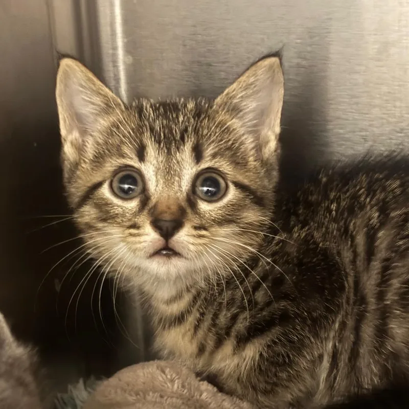 A baby small-sized male Gray / Blue / Silver Domestic Short Hair cat named Torchic for adoption in League City, TX