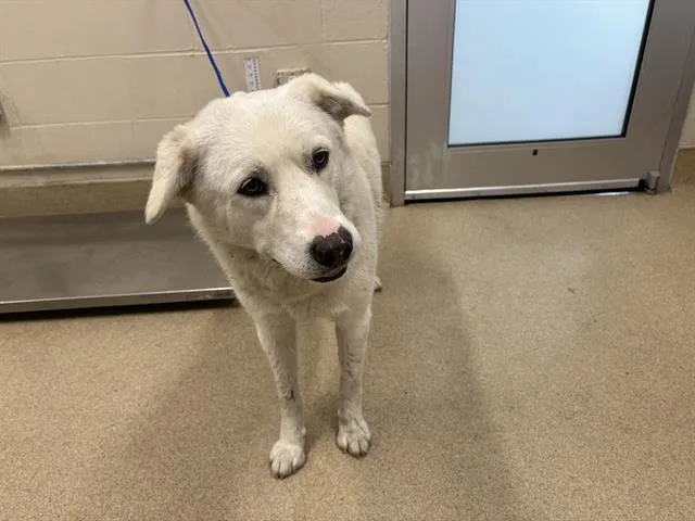 An adult large-sized female Labrador Retriever dog named Honeysuckle for adoption in Grand Prairie, TX