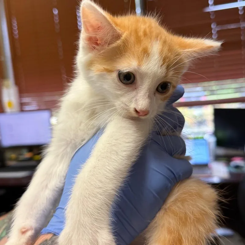 A baby small-sized male Orange / Red Domestic Short Hair cat named Scamp for adoption in Birmingham, AL