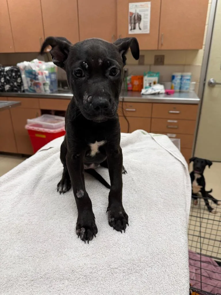 A baby small-sized female Mixed Breed dog named Maddie for adoption in Bossier City, LA