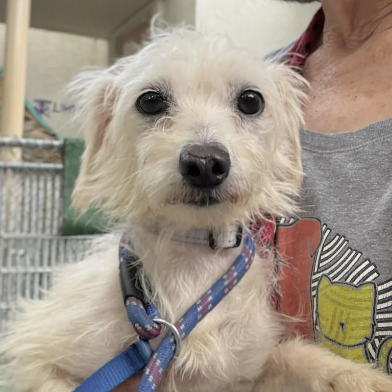 A young small-sized female Terrier dog named Aria for adoption in Oakland, CA