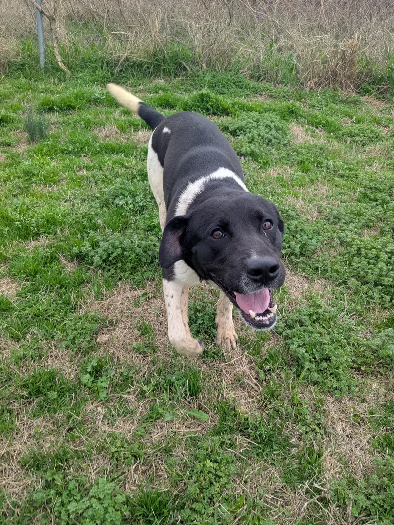 An adult medium-sized male Black Pointer dog named Barrett for adoption in Manchester, NH