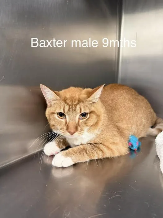 An adult medium-sized male Orange & White Domestic Short Hair cat named Baxter for adoption in Amherst, VA