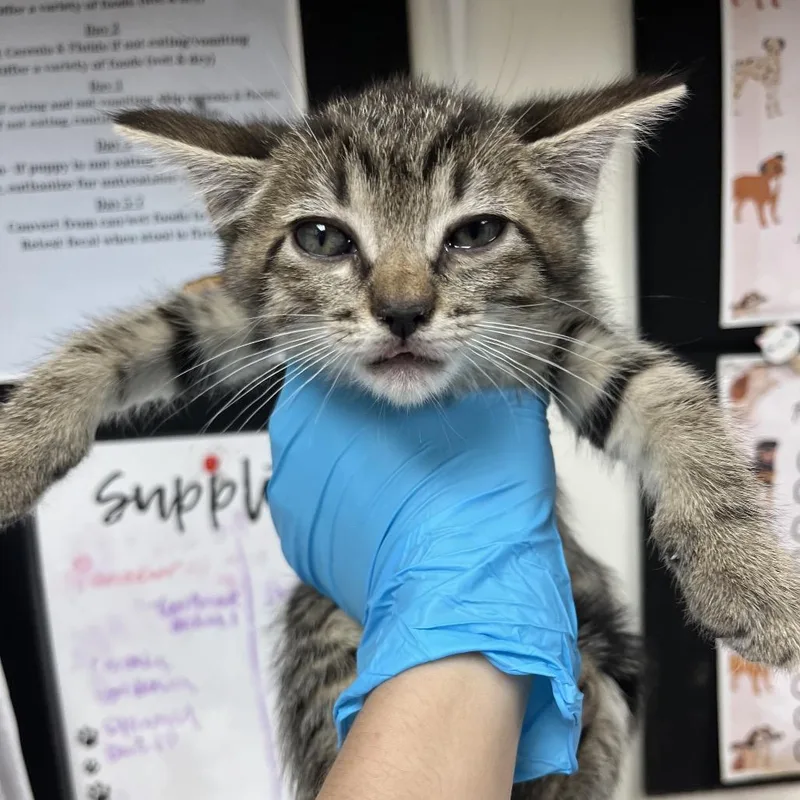 A baby small-sized male Brown / Chocolate Domestic Short Hair cat named Jonah for adoption in Birmingham, AL