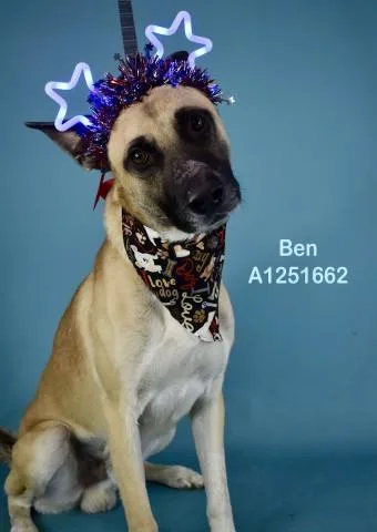A young medium-sized male Yellow / Tan / Blond / Fawn Shepherd dog named Ben for adoption in Thousand Oaks, CA