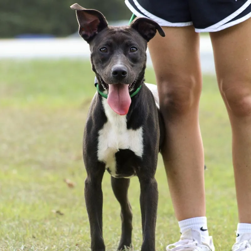 A young medium-sized female Mixed Breed dog named Maeve for adoption in Columbia, SC