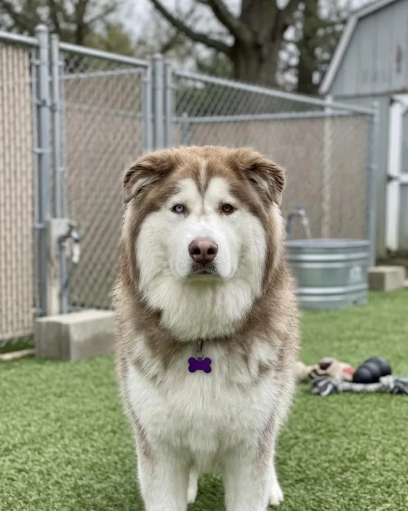 An adult large-sized male Tricolor (Brown, Black, & White) Alaskan Malamute dog named Hercules for adoption