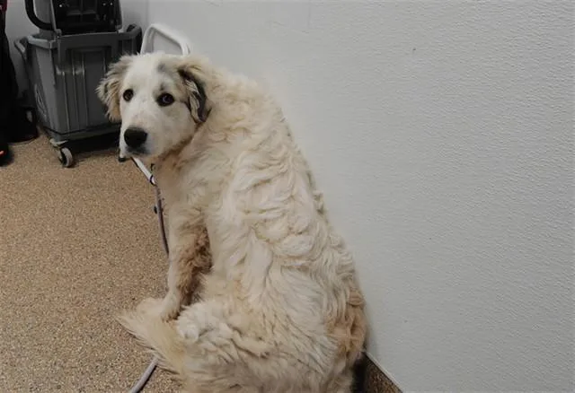 A young medium-sized male Great Pyrenees dog named Cirrus for adoption in Albuquerque, NM