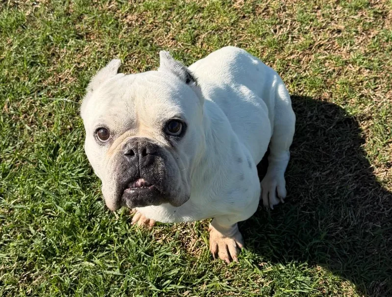 A senior small-sized female English Bulldog dog named Bitty Bit for adoption in Farmersville, TX