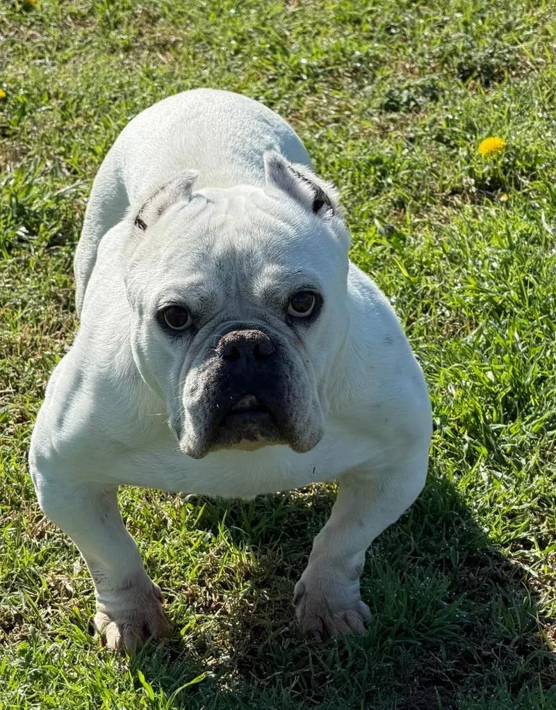 Bitty Bit thumbnail 2