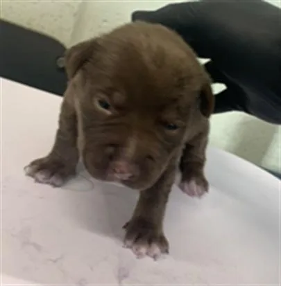 A baby small-sized female Pit Bull Terrier dog named Orchid for adoption in Corpus Christi, TX