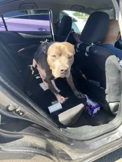 A young medium-sized male Pit Bull Terrier dog named A for adoption in Stockton, CA