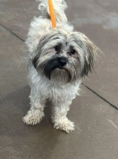 An adult small-sized male Black Lhasa Apso dog named Benson for adoption in Portland, ME