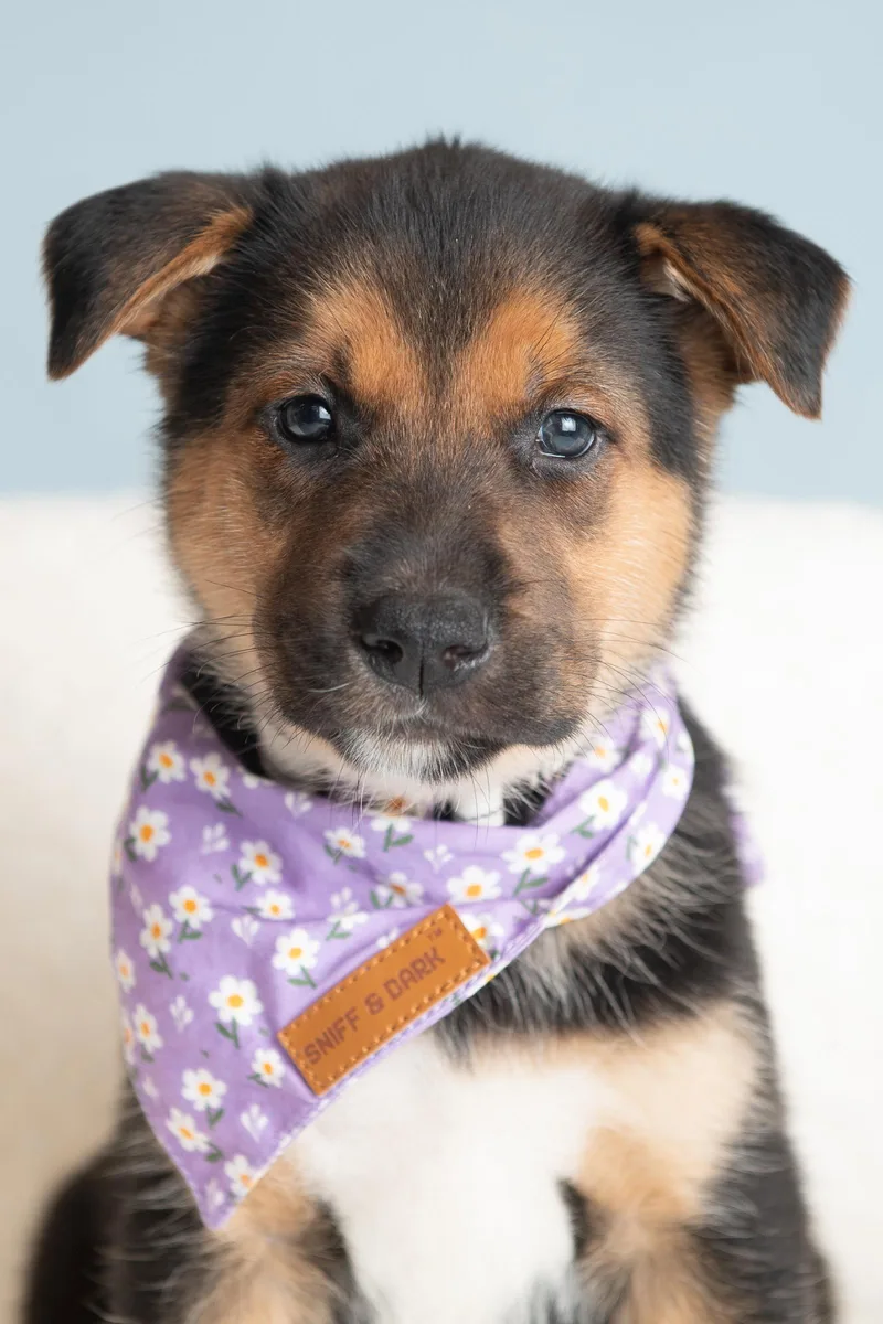 A baby large-sized female German Shepherd Dog dog named Vacay: Carryon for adoption in Palo Alto, CA