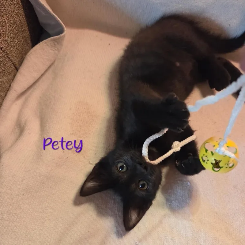 A baby small-sized male Black Domestic Medium Hair cat named Petey for adoption in Parkersburg, WV
