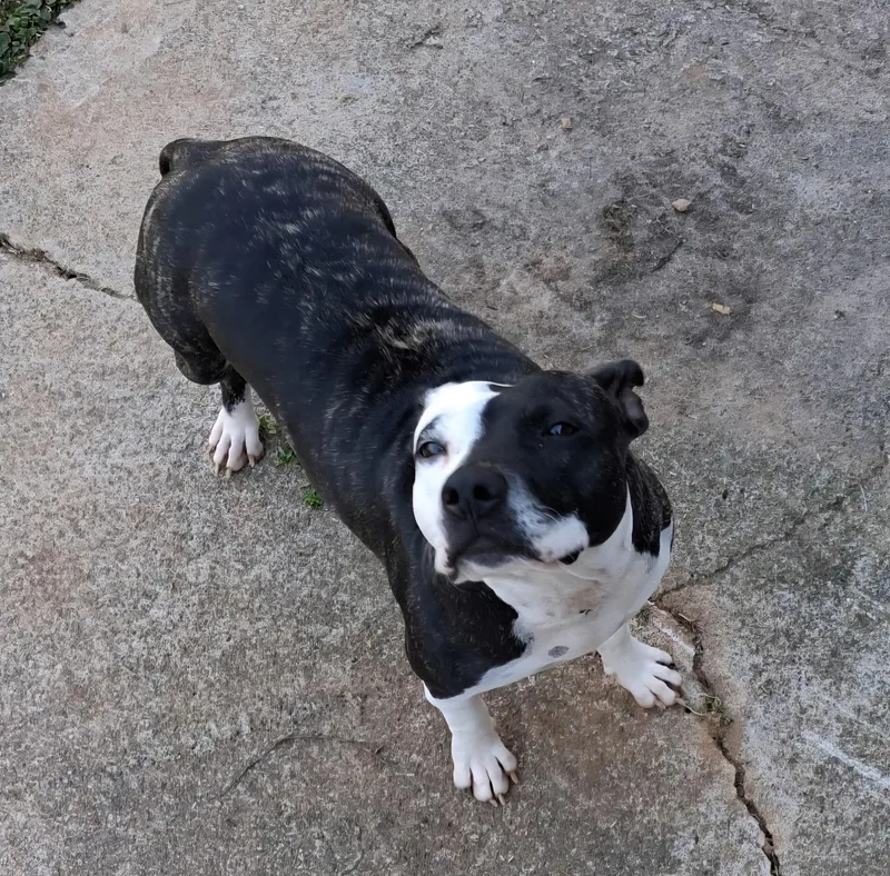 Daisy Aka: Orea thumbnail 2