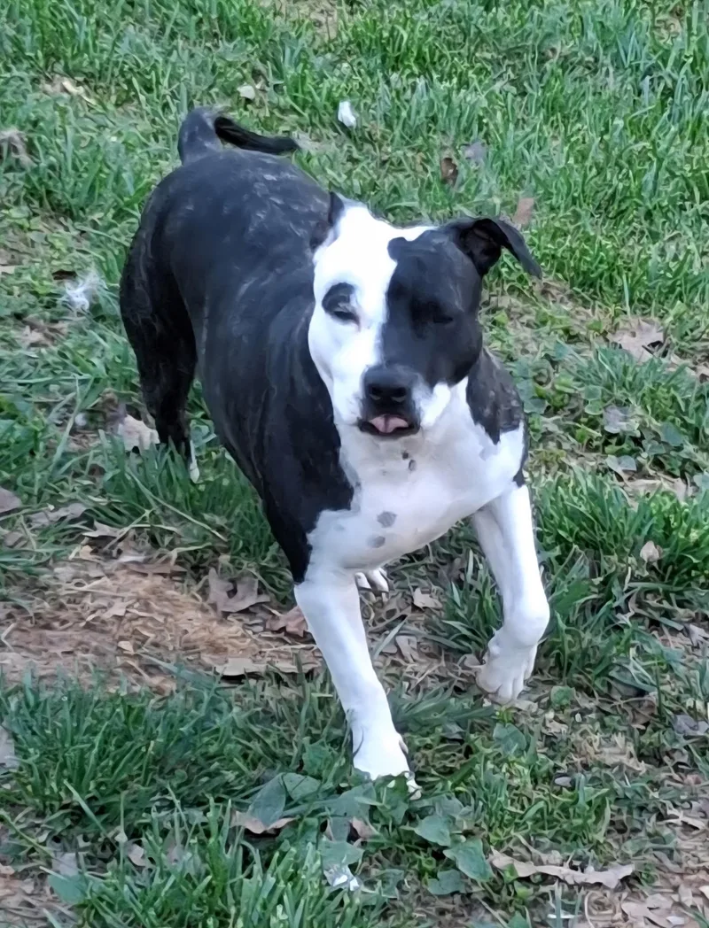 Daisy Aka: Orea thumbnail 3