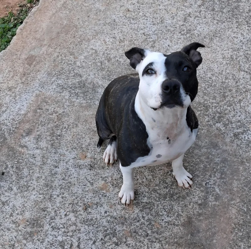 Daisy Aka: Orea thumbnail 4