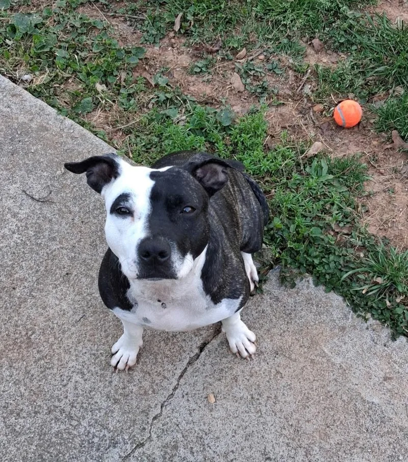 A young medium-sized female Brindle Pit Bull Terrier dog named Daisy Aka: Orea for adoption in Powder Springs, GA