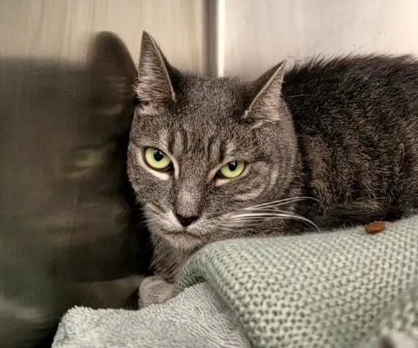 An adult medium-sized female Domestic Short Hair cat named Tigger for adoption in Staten Island, NY
