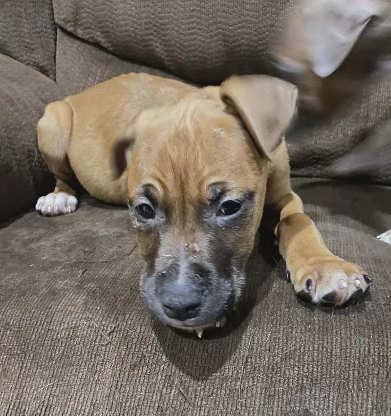 A baby medium-sized male Mixed Breed dog named Goliath for adoption in Warren, MI