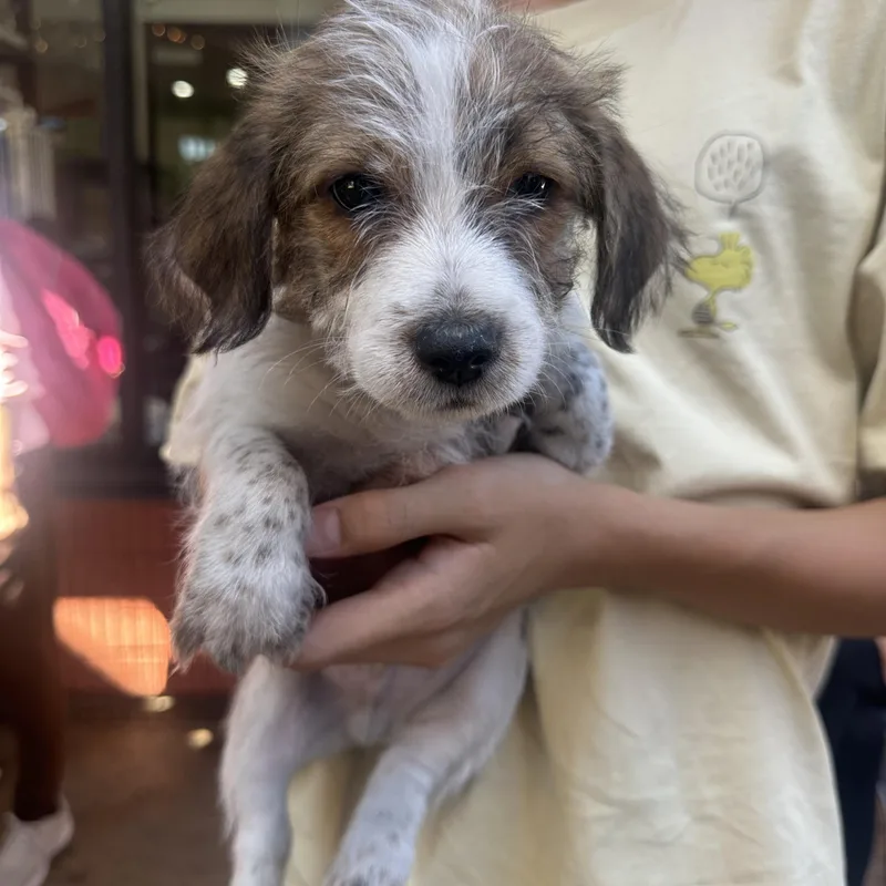 A baby small-sized female Brown / Chocolate Schnoodle dog named Coco for adoption in Van Nuys, CA