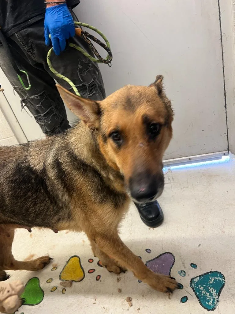An adult large-sized female German Shepherd Dog dog named Glory for adoption in Chickamauga , GA