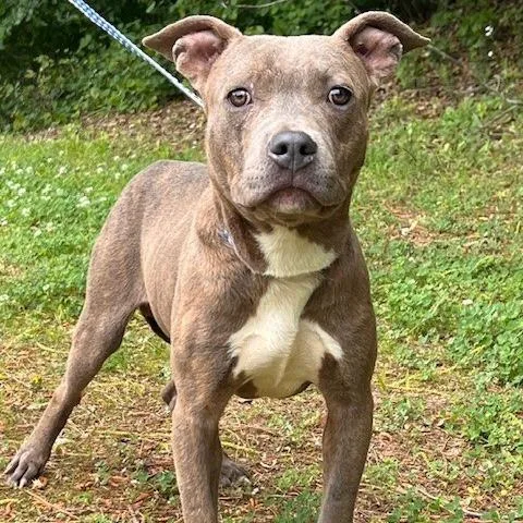 A young medium-sized male Brindle Pit Bull Terrier dog named Dexter for adoption in Bartlett, TN