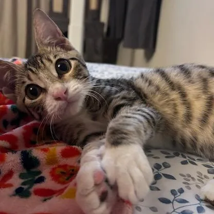 A baby small-sized male Brown / Chocolate Domestic Short Hair cat named Waffles for adoption in Green Bay, WI