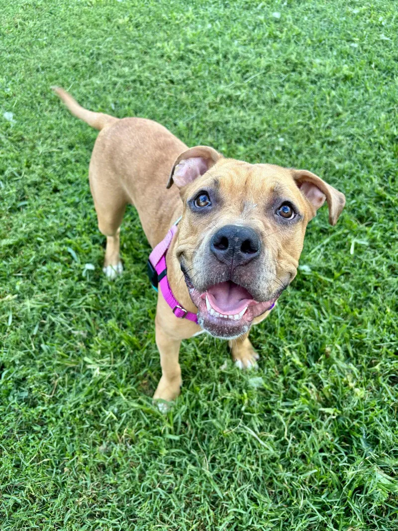 Hazel  The LoyalTree thumbnail 3