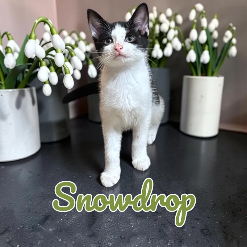 Snowdrop thumbnail 4