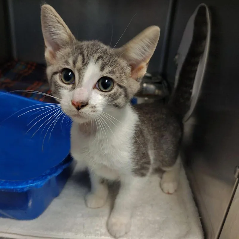 A baby medium-sized male Gray / Blue / Silver Domestic Short Hair cat named Nessie for adoption in Plover, WI