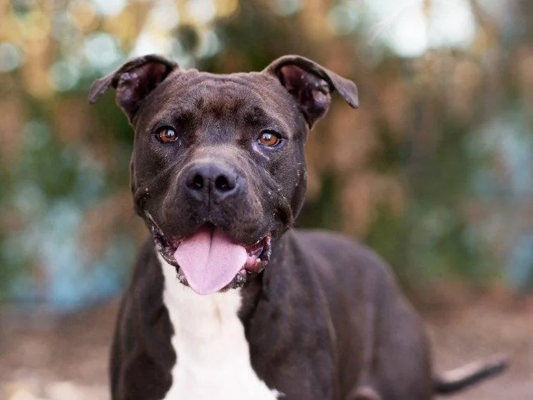 An adult large-sized male Pit Bull Terrier dog named Prince for adoption in Tavares, FL