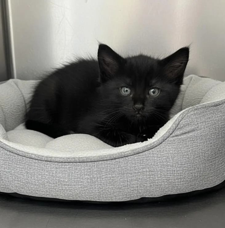 A baby small-sized male Black Domestic Short Hair cat named Shadow for adoption in Elyria, OH