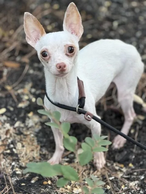 An adult small-sized male White / Cream Chihuahua dog named Mr. Pink for adoption in Houston, TX