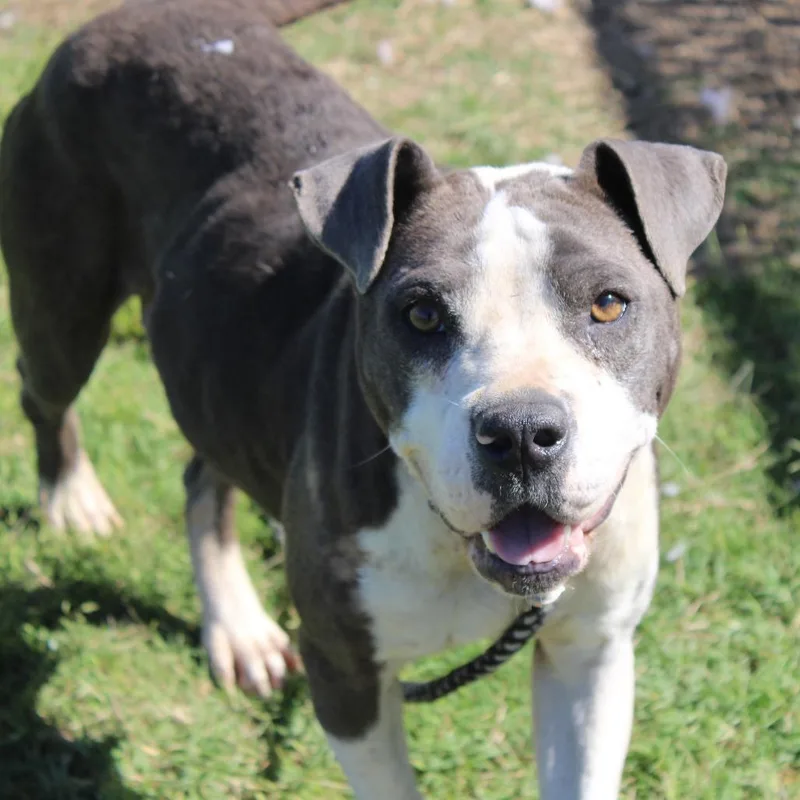 An adult medium-sized female Gray / Blue / Silver Pit Bull Terrier dog named Pandora for adoption in Cleveland, MS