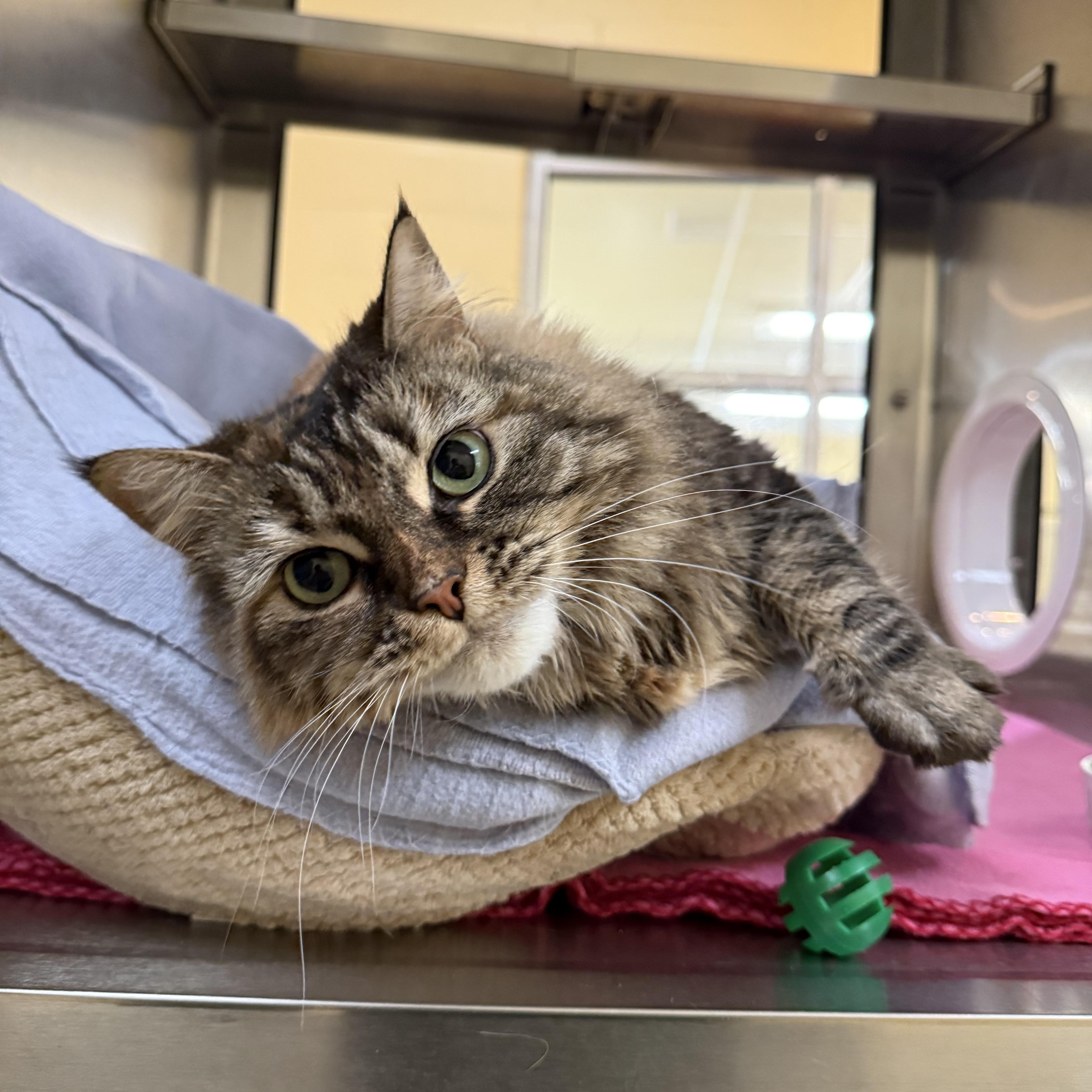 An adult medium-sized female Domestic Long Hair cat named Snickerdoodle for adoption in Brownsville, VT