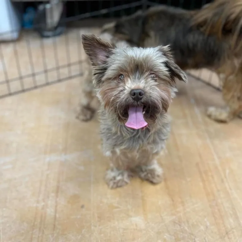 A senior small-sized male Yorkshire Terrier dog named Stitch for adoption in Pasadena , MD