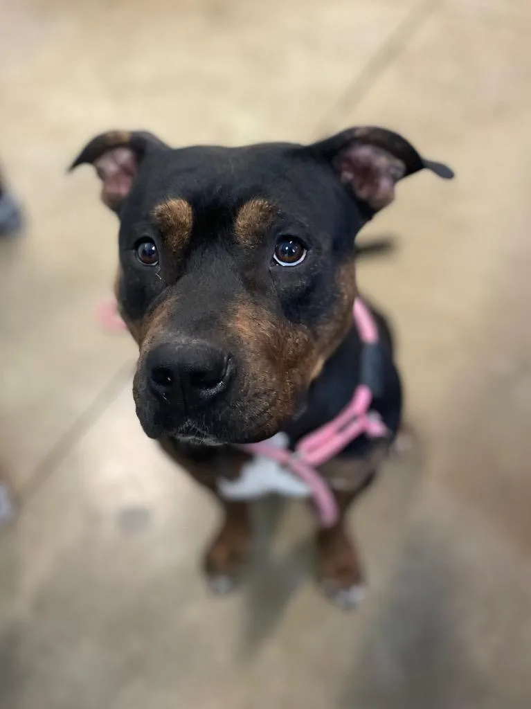 An adult large-sized female Bicolor Pit Bull Terrier dog named Chanel for adoption in Calhoun, KY