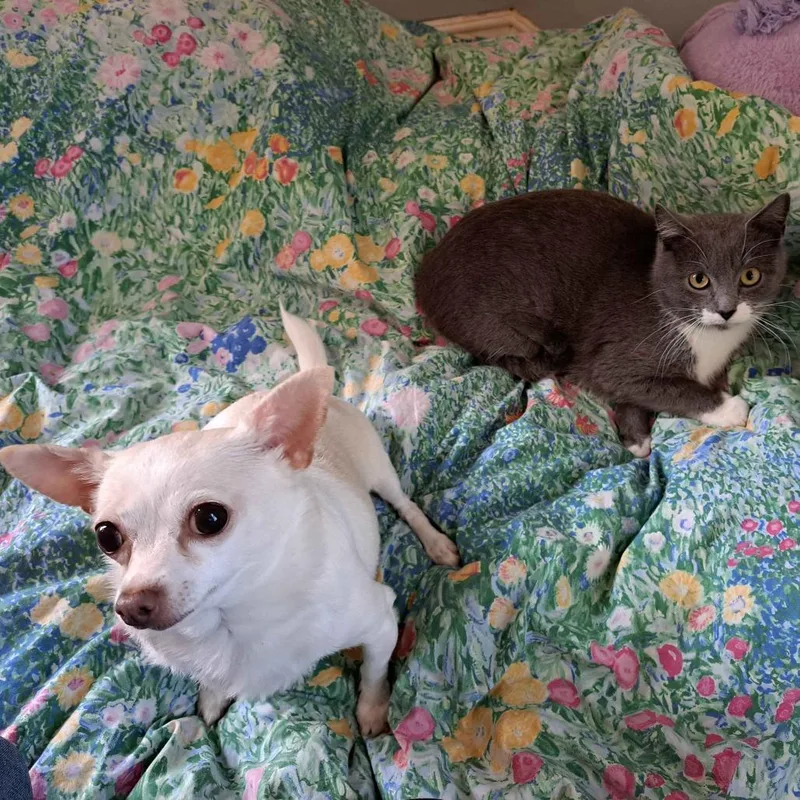 A young small-sized female Gray / Blue / Silver Domestic Short Hair cat named Flower for adoption in Richmond, KY