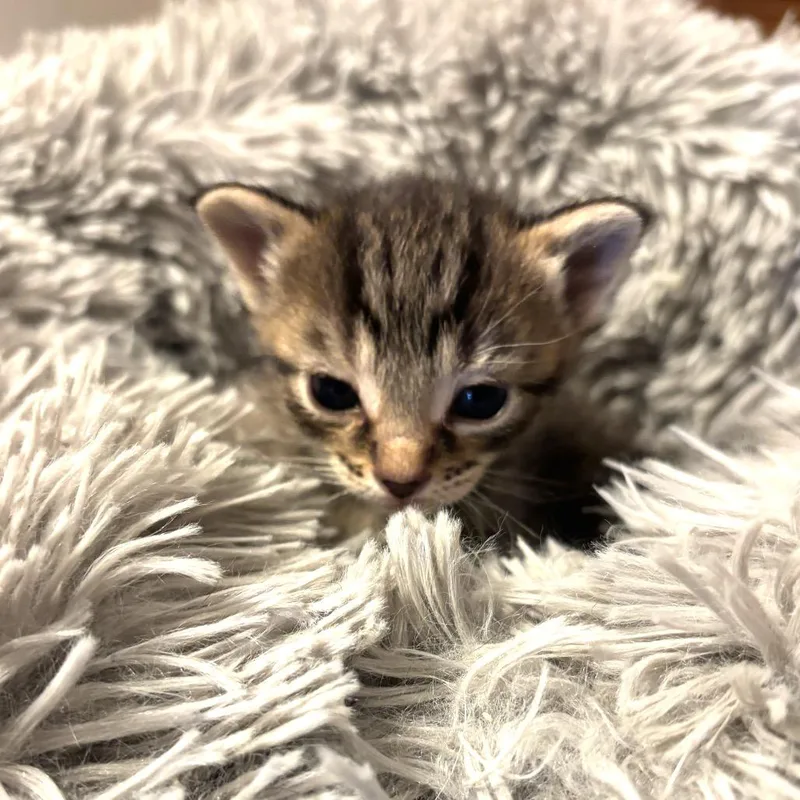 A baby small-sized male Brown / Chocolate Domestic Short Hair cat named Angel for adoption in Monroe, MI