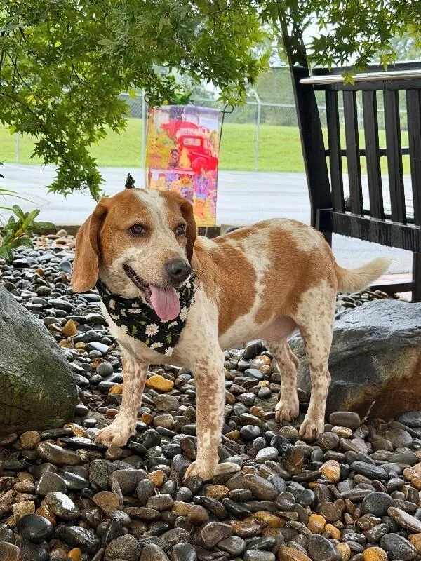 An adult small-sized female Brown / Chocolate Beagle dog named Pickles for adoption in Maryville, TN