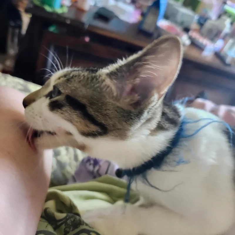 Theodore thumbnail 2