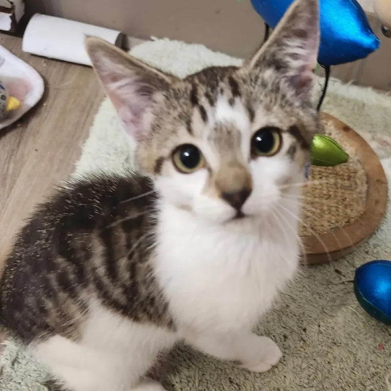 Theodore thumbnail 6