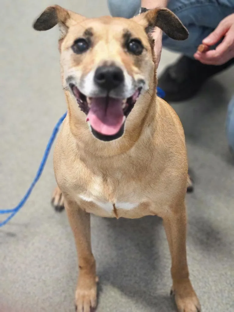 A senior medium-sized female Labrador Retriever dog named Zoe for adoption in Bloomington, IN