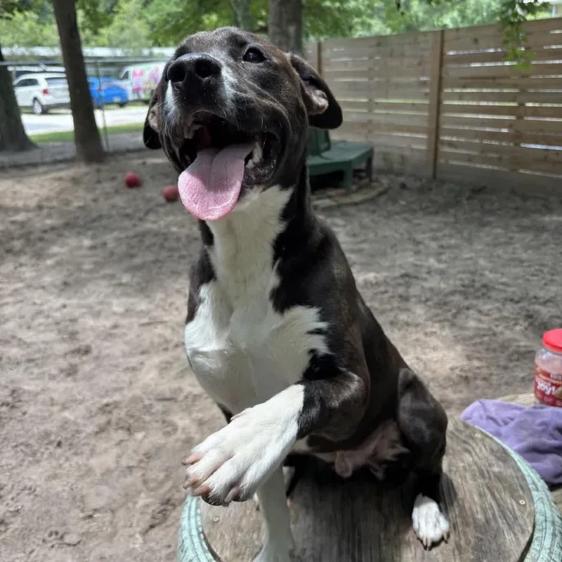 A young medium-sized male Black Mixed Breed dog named Benjamin Button for adoption in Middleburg, FL